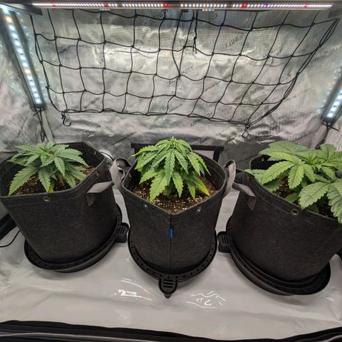 GG #4 growlog timeline photo