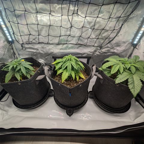 GG #4 growlog timeline photo