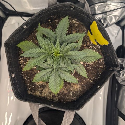 GG #4 growlog photo: Links 