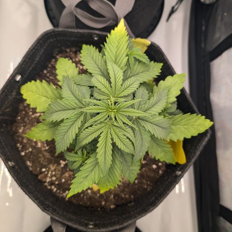 GG #4 growlog photo: Mitte 