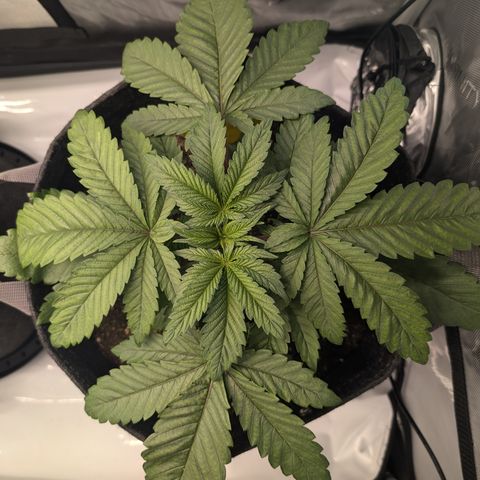 GG #4 growlog photo: Rechts 