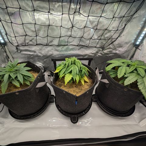 GG #4 growlog timeline photo