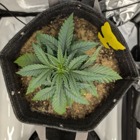 GG #4 growlog photo: Links
