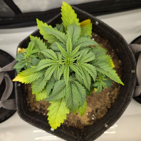 GG #4 growlog photo: Mitte