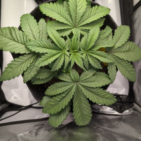 GG #4 growlog photo: Rechts 
