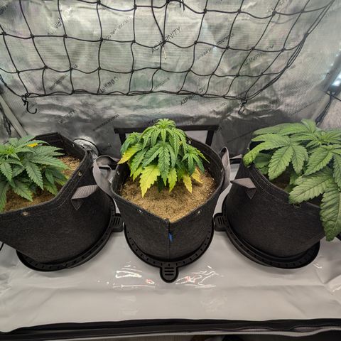GG #4 growlog timeline photo