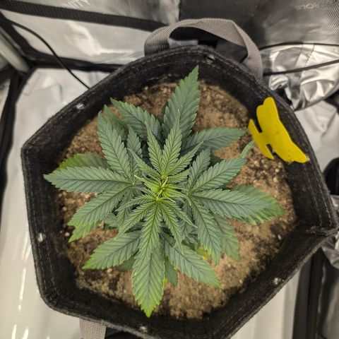 GG #4 growlog photo: Links 