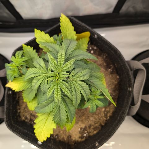 GG #4 growlog photo: Mitte