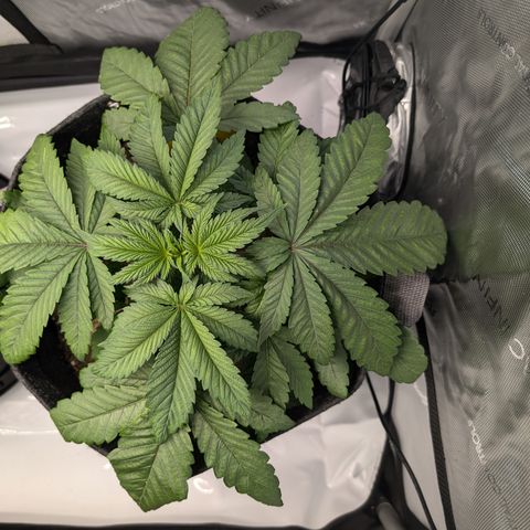 GG #4 growlog photo: Rechts 