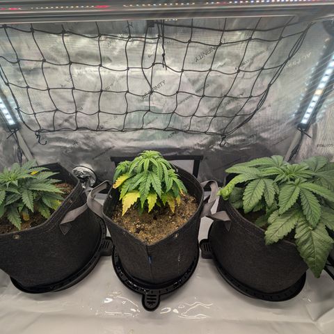 GG #4 growlog timeline photo