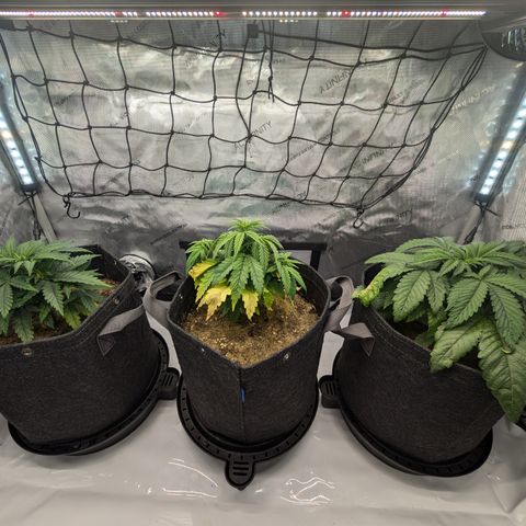 GG #4 growlog timeline photo