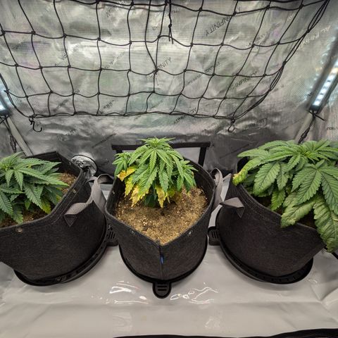 GG #4 growlog timeline photo