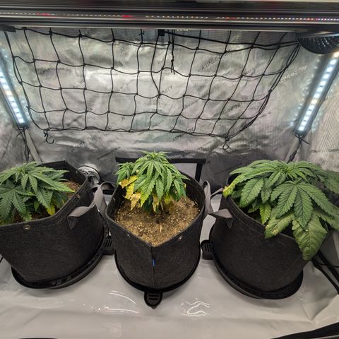 GG #4 growlog timeline photo