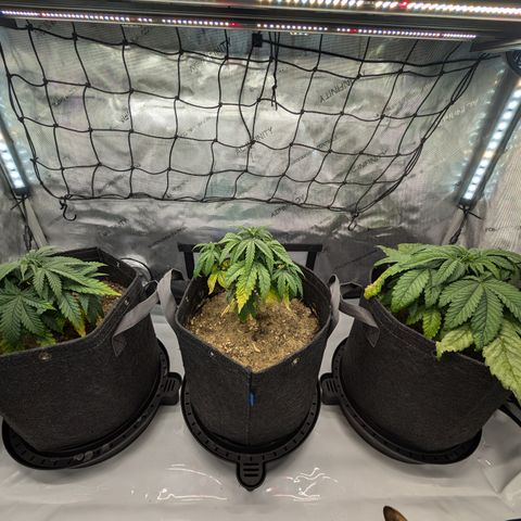 GG #4 growlog timeline photo