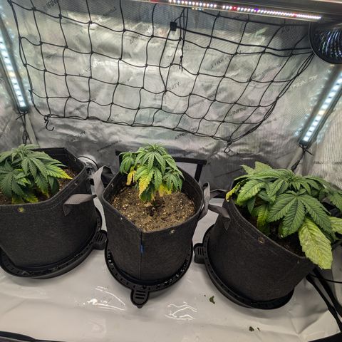 GG #4 growlog timeline photo