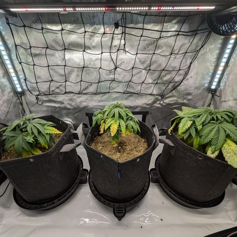 GG #4 growlog timeline photo