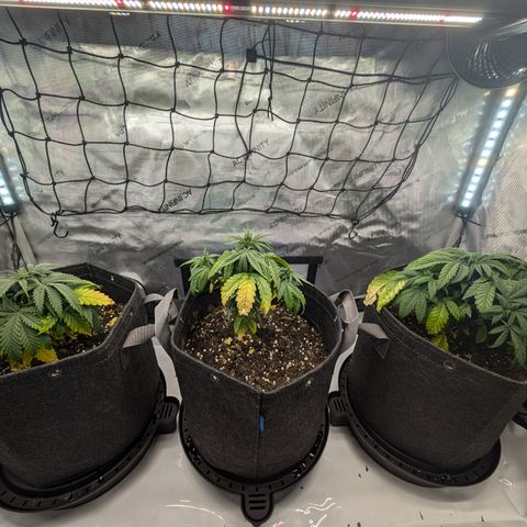 GG #4 growlog timeline photo