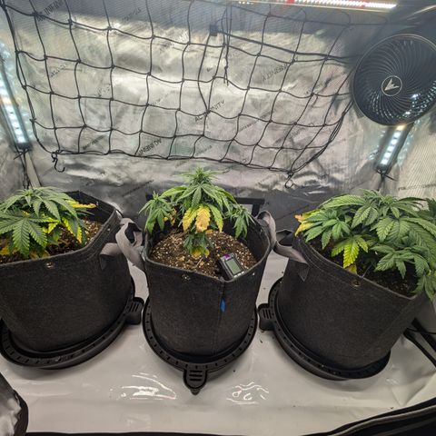 GG #4 growlog timeline photo