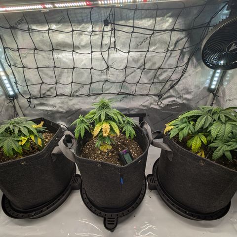 GG #4 growlog timeline photo