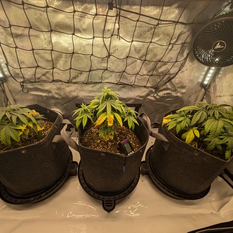 GG #4 growlog timeline photo