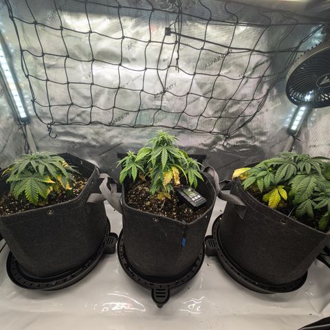 GG #4 growlog timeline photo