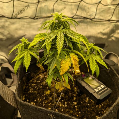 GG #4 growlog photo: Mitte