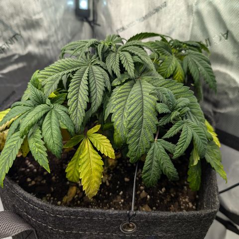 GG #4 growlog photo: Rechts