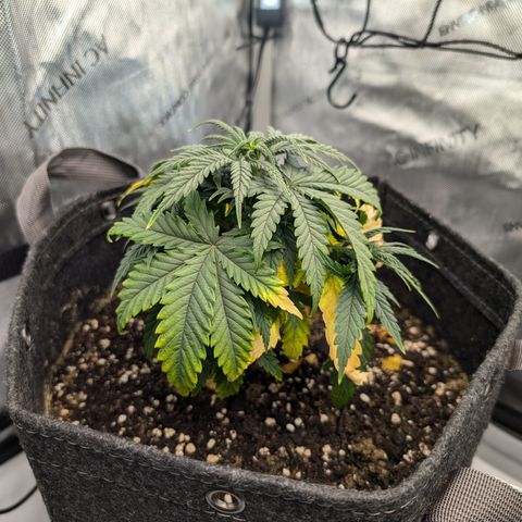 GG #4 growlog photo: Links 