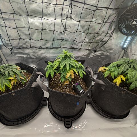 GG #4 growlog timeline photo