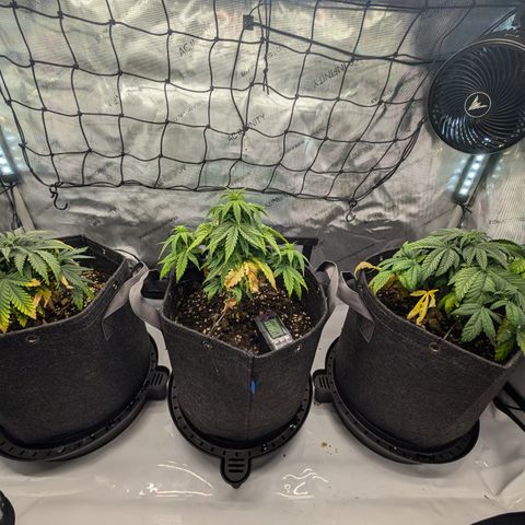 GG #4 growlog timeline photo