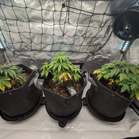 GG #4 growlog timeline photo