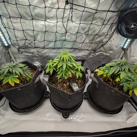 GG #4 growlog timeline photo