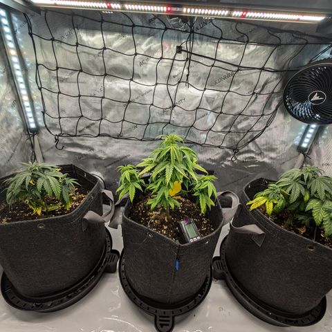 GG #4 growlog timeline photo