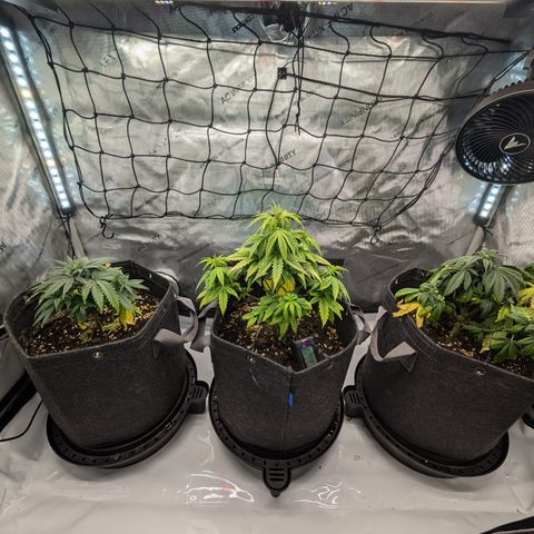 GG #4 growlog timeline photo