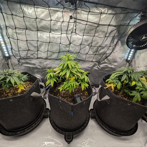 GG #4 growlog timeline photo