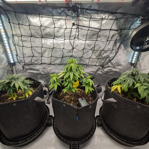 GG #4 growlog timeline photo