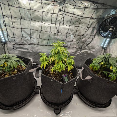 GG #4 growlog timeline photo