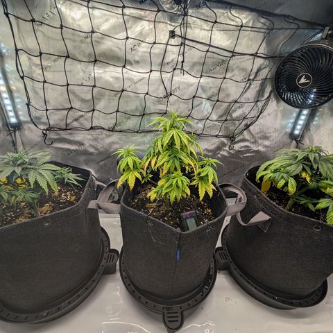 GG #4 growlog timeline photo