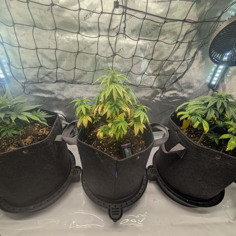 GG #4 growlog timeline photo