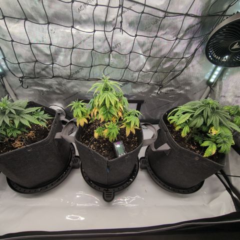 GG #4 growlog timeline photo