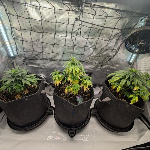 GG #4 growlog timeline photo