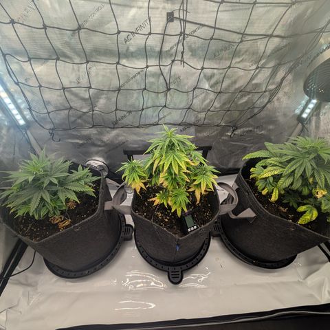 GG #4 growlog timeline photo