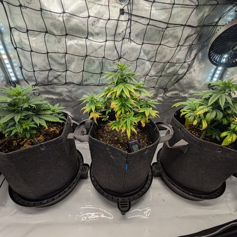 GG #4 growlog timeline photo