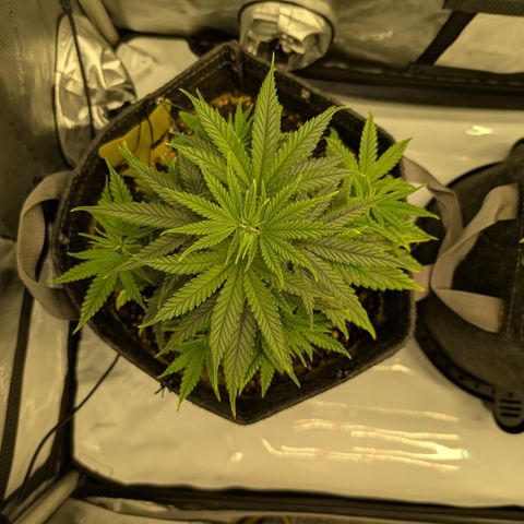 GG #4 growlog photo: Links 