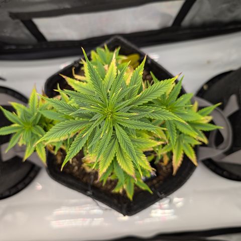 GG #4 growlog photo: Mitte 