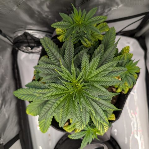 GG #4 growlog photo: Rechts 