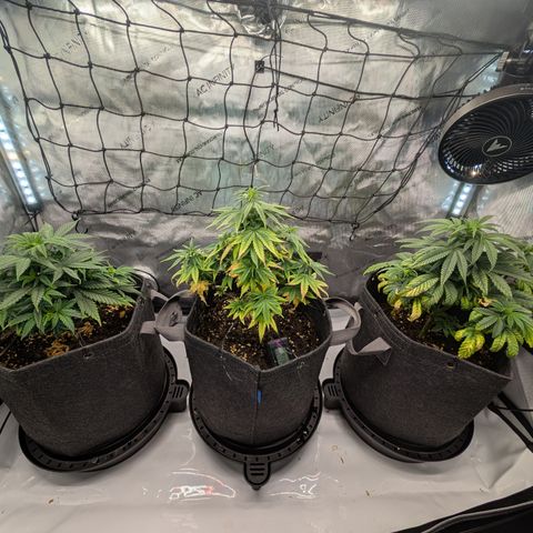 GG #4 growlog timeline photo