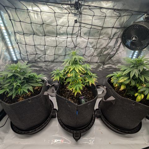 GG #4 growlog timeline photo