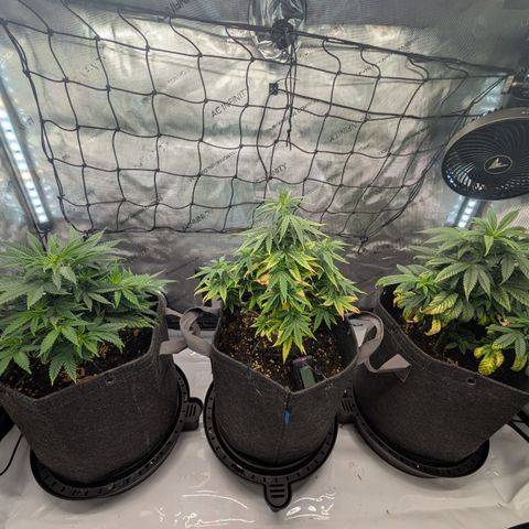 GG #4 growlog timeline photo