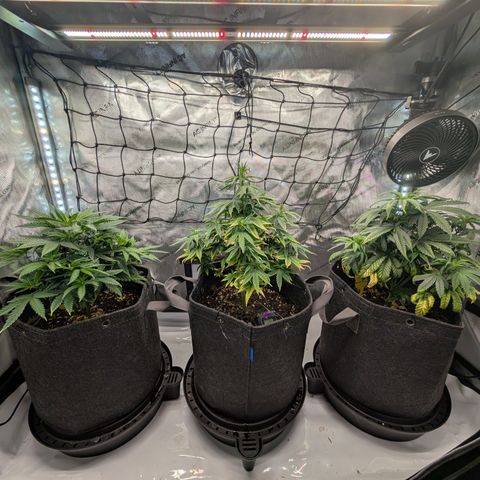GG #4 growlog timeline photo